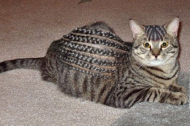Content Image