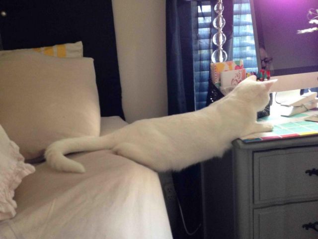 Content Image