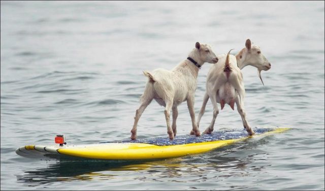 Daily Picdump