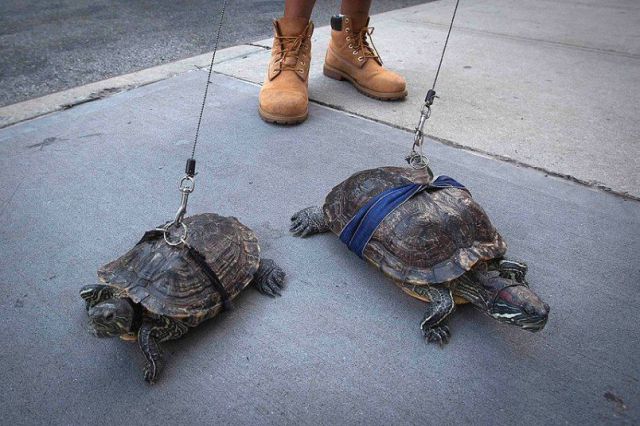 Daily Picdump