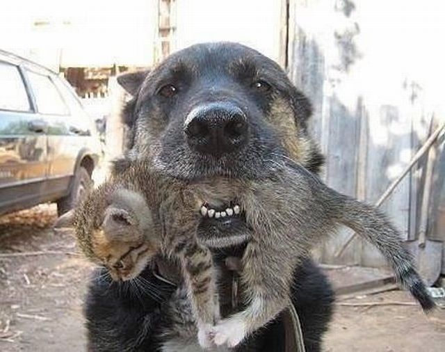 Content Image