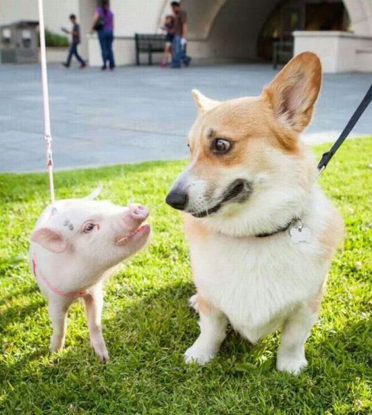 Content Image