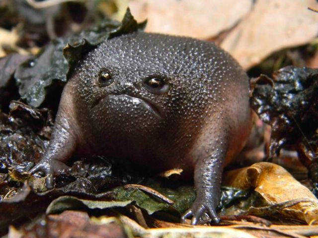 Content Image