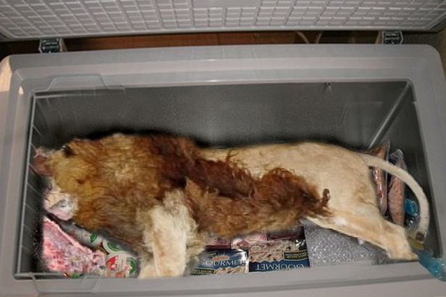A Gross and Shocking Discovery inside Restaurant’s Freezer