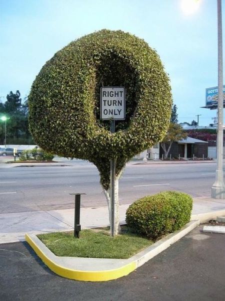 Content Image