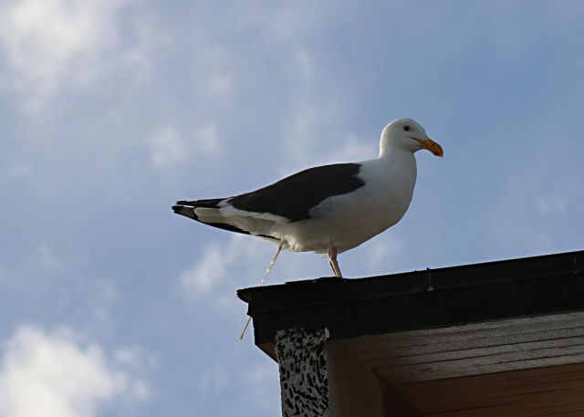 Content Image