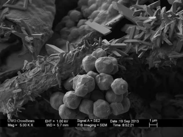 Microscope Images Make Even Normal Stuff Look Strange