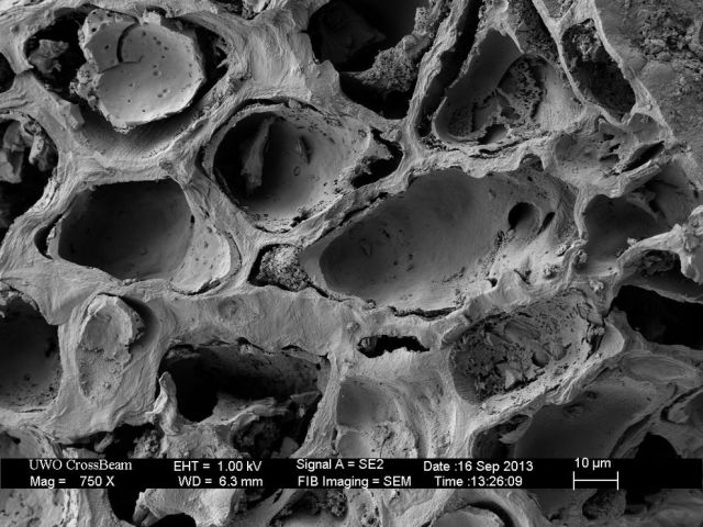 Microscope Images Make Even Normal Stuff Look Strange