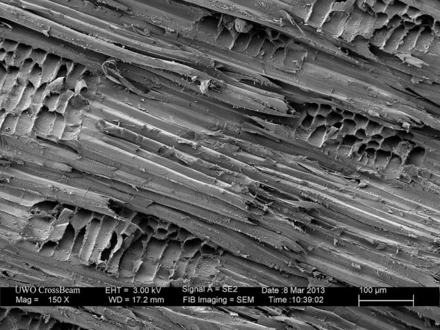 Microscope Images Make Even Normal Stuff Look Strange