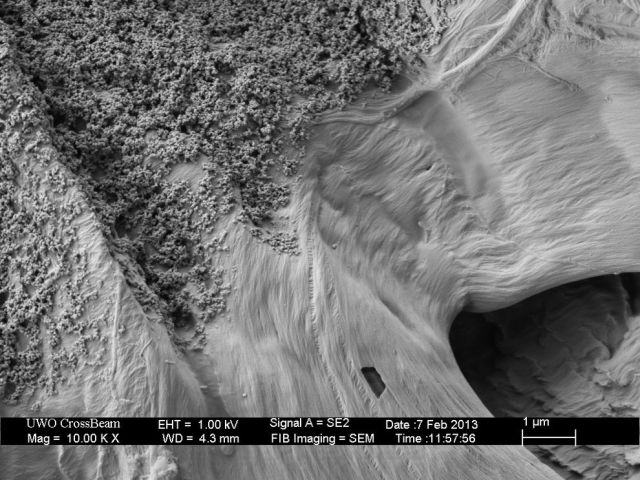 Microscope Images Make Even Normal Stuff Look Strange