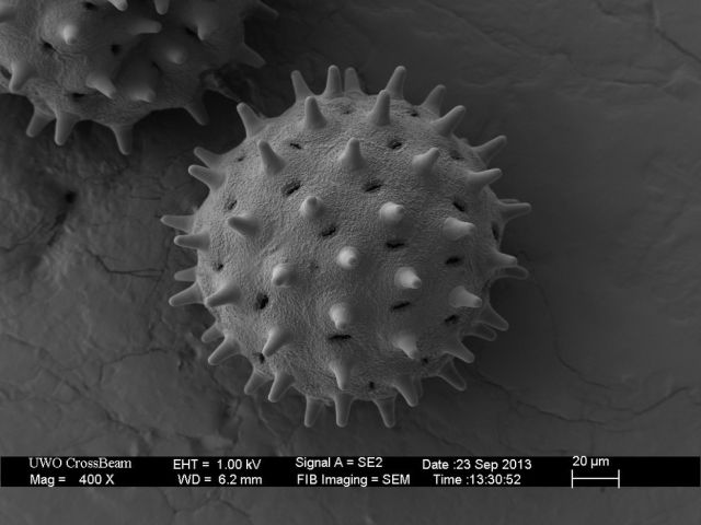 Microscope Images Make Even Normal Stuff Look Strange