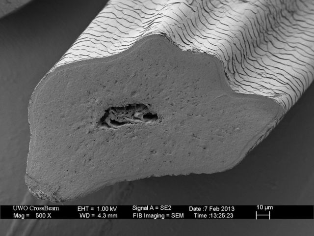 Microscope Images Make Even Normal Stuff Look Strange