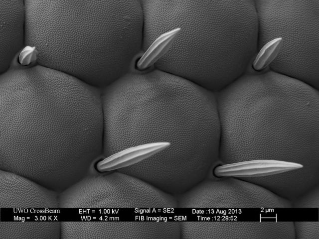 Microscope Images Make Even Normal Stuff Look Strange