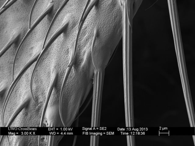 Microscope Images Make Even Normal Stuff Look Strange