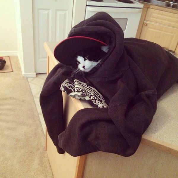 Content Image
