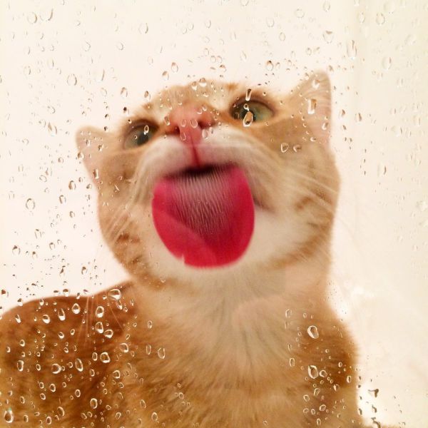 Content Image