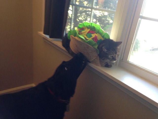 Content Image