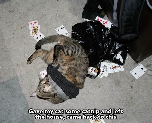Content Image