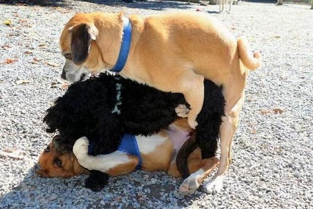Content Image