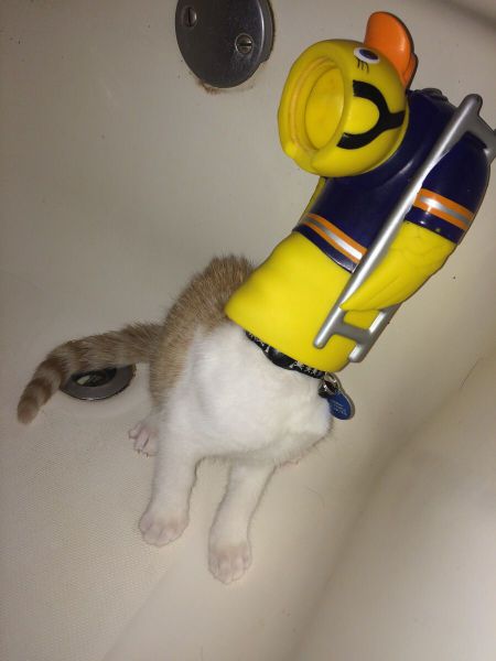 Content Image