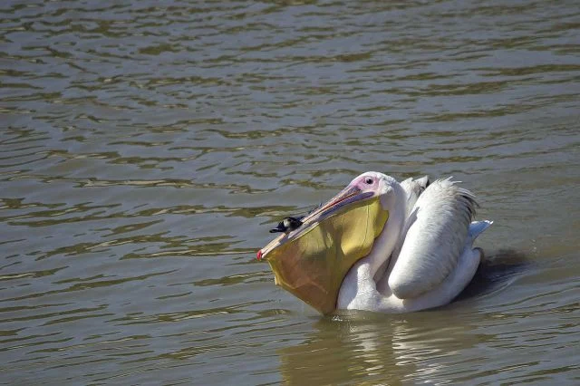 Content Image