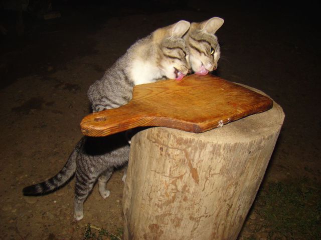 Morning Picdump