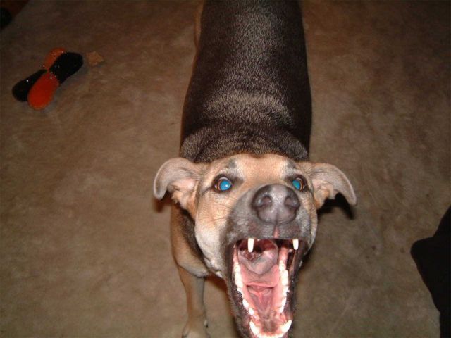 Morning Picdump