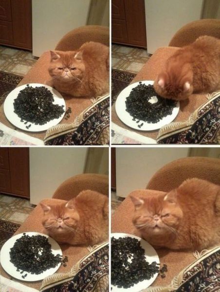 Daily Picdump