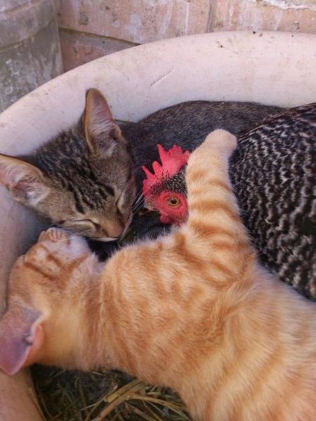 Daily Picdump