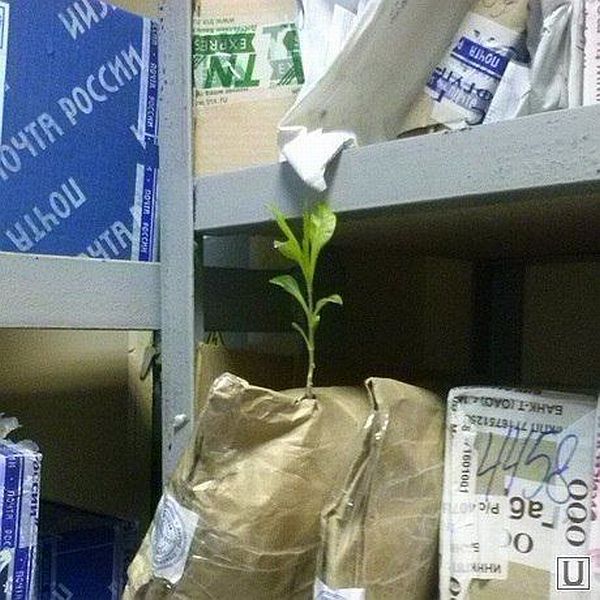 Content Image