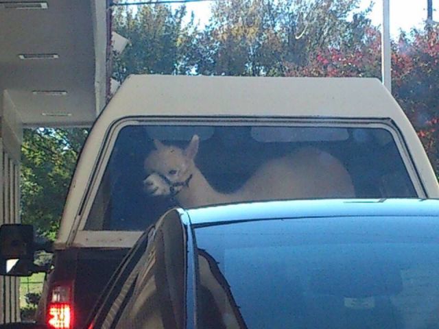 Morning Picdump