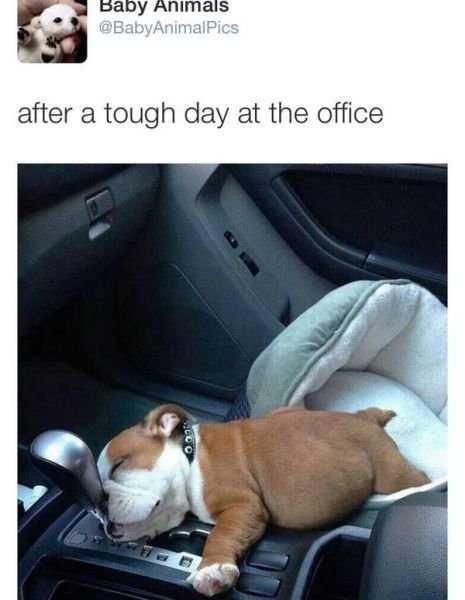 Daily Picdump