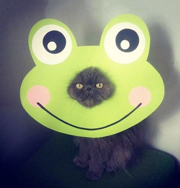 Content Image