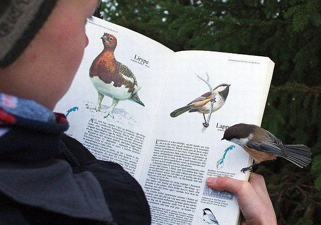 Content Image