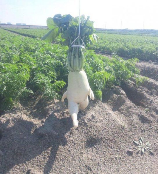 Content Image