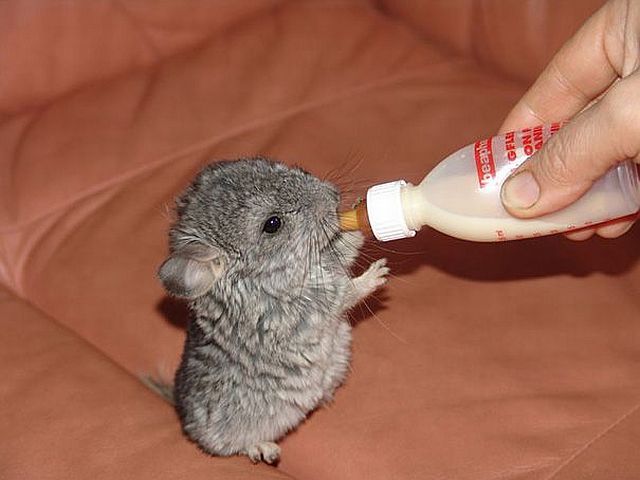 Content Image