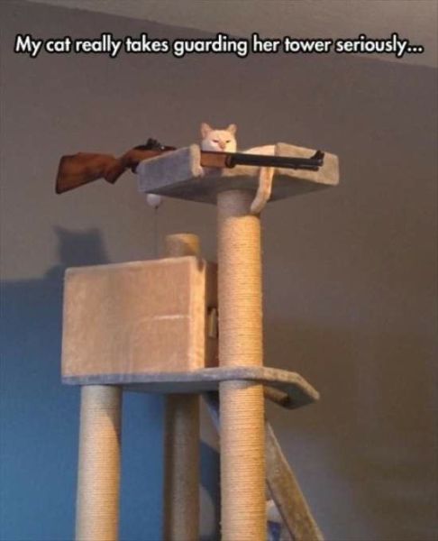 Content Image