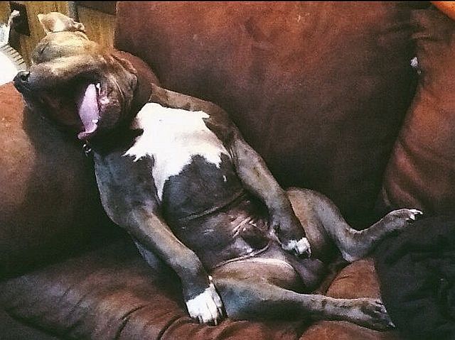 Morning Picdump