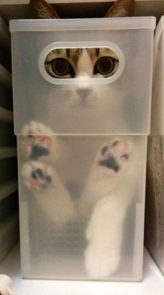 Morning Picdump