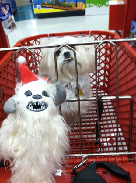 Morning Picdump
