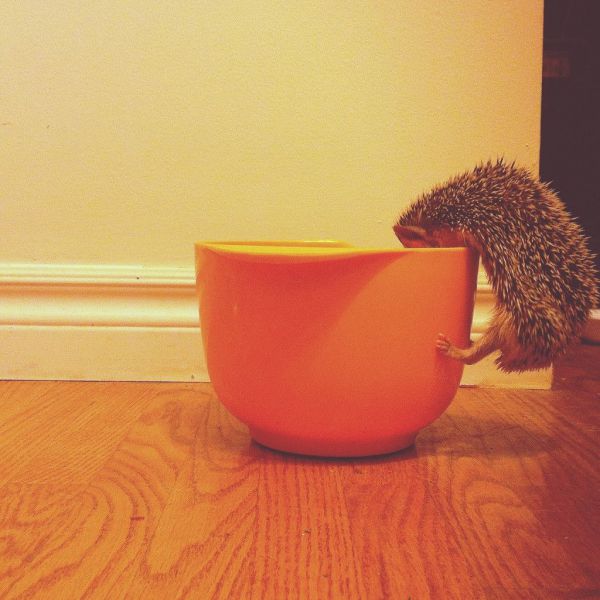 Morning Picdump