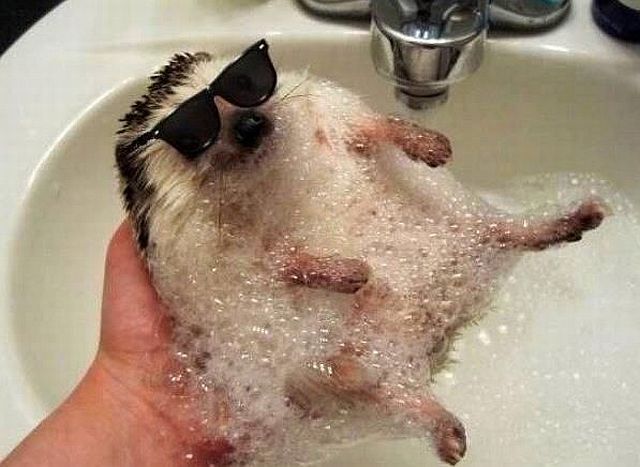 Content Image