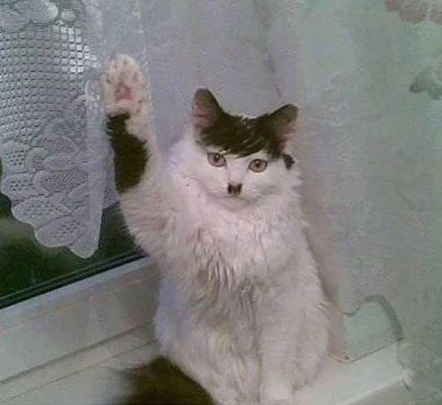 Content Image
