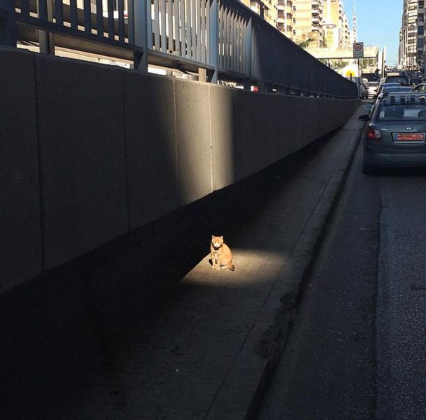 Content Image
