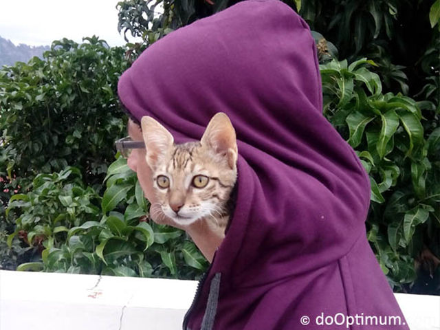 Content Image