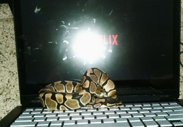 Content Image