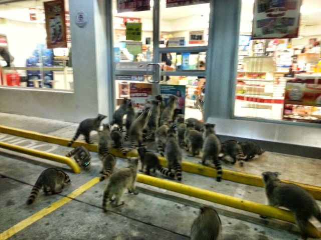 Morning Picdump