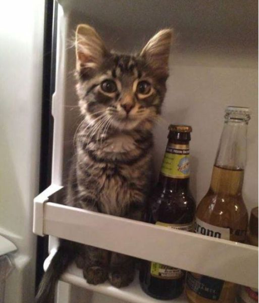 Morning Picdump