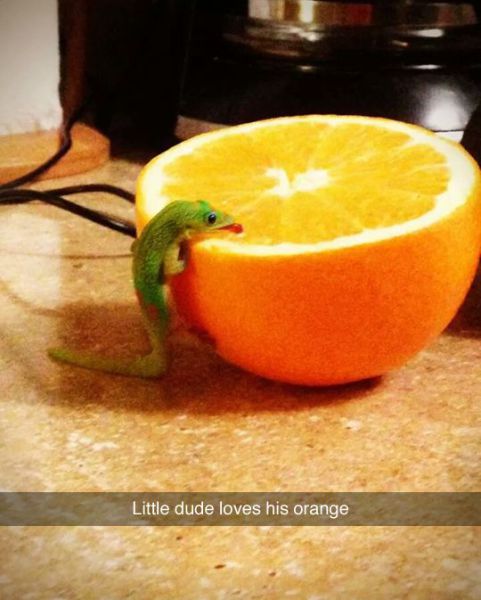 Content Image