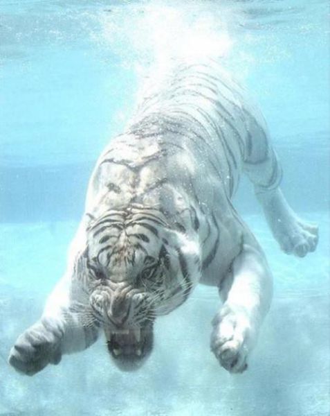 Stuff Just Looks So Much Scarier Underwater